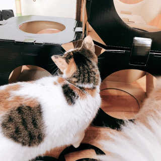 [펫토리아] 한발뚝딱 고양이 스크래쳐 BEST상품 — 4점을 준 리뷰어가 2019년 2월 올린 사용 사진
