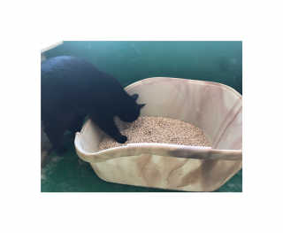 [펫토리아] BEST 고양이두부모래 6L 한삽뚝딱 — 4.5점을 준 리뷰어가 2019년 2월 올린 사용 사진