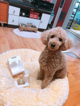 오!마이실리 오마이실리 반려동물 디퓨저 — 4.67점을 준 리뷰어가 2018년 6월 올린 사용 사진