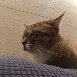 와죠도도맘님이 올린 리뷰 사진 3