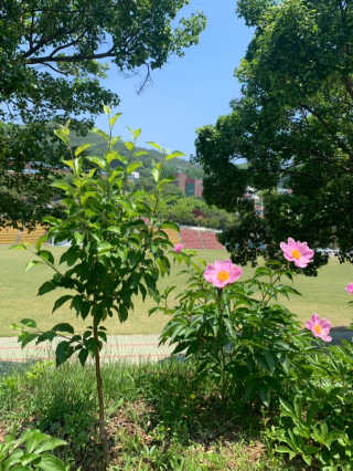 [치킨마루]-  빠사칸레드 + 콜라 500ml — 5점을 준 리뷰어가 2019년 5월 올린 사용 사진