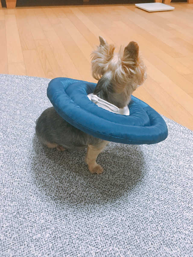 UFO 넥카라 (navy, gray) 리뷰 사진