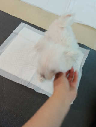 펫토리아 한장뚝딱 NEW 프리미엄 국내산 배변패드 — 2.5점을 준 리뷰어가 2019년 5월 올린 사용 사진
