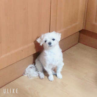 아미니 울트라 시어버터 바디크림 — 5점을 준 리뷰어가 2019년 1월 올린 사용 사진