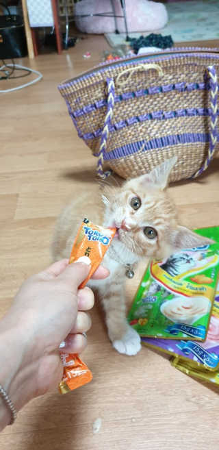 펫토리아 짜먹는 토로토로 고양이 파우치 간식 — 5점을 준 리뷰어가 2019년 6월 올린 사용 사진