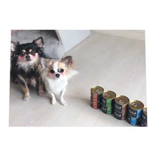 [펫토리아] 한캔뚝딱 강아지 주식캔 12종 콤보 — 5점을 준 리뷰어가 2019년 8월 올린 사용 사진