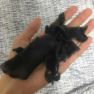 이땅 쿡팩 블랙 1상자 - 5개입 — 5점을 준 리뷰어가 2018년 10월 올린 사용 사진