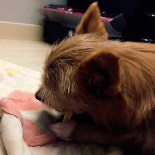 [펫토리아] BEST 한입뚝딱 실속형 강아지 덴탈껌 — 5점을 준 리뷰어가 2019년 2월 올린 사용 사진