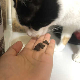 [펫토리아] 퍼스트메이트 고양이 사료 — 5점을 준 리뷰어가 2019년 5월 올린 사용 사진