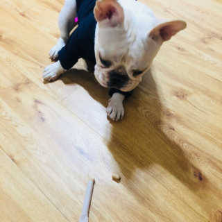 [펫토리아] 뚝딱뚝딱 400g 강아지 간식 베스트5종 — 5점을 준 리뷰어가 2019년 1월 올린 사용 사진