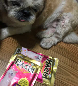 [펫토리아] 토로토로 하치  강아지 파우치간식 — 4점을 준 리뷰어가 2019년 7월 올린 사용 사진
