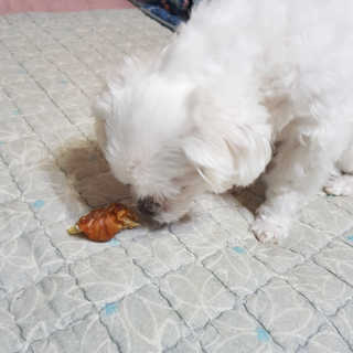 엘비스님이 올린 리뷰 사진 4