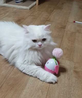 영니님이 올린 리뷰 사진 1