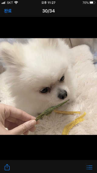 펫테라피 플레이트 야채품은 하루황태 — 3점을 준 리뷰어가 2020년 1월 올린 사용 사진