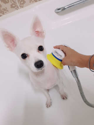 Pethroom 페스룸 PETHROOM RELAX SHOWER 페스룸 릴렉스 샤워기 — 5점을 준 리뷰어가 2018년 11월 올린 사용 사진