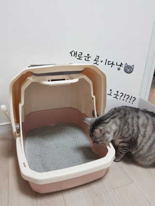 [펫토리아] BEST 한큐뚝딱 고양이 후드형 화장실 — 5점을 준 리뷰어가 2019년 1월 올린 사용 사진
