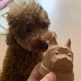 작은 반려견의 데일리 산책물컵 - 페트몽퍼피컵 — 5점을 준 리뷰어가 2019년 7월 올린 사용 사진