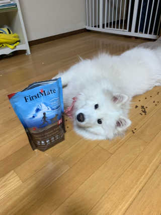 [펫토리아] 퍼스트메이트 강아지 사료 — 4.5점을 준 리뷰어가 2019년 2월 올린 사용 사진