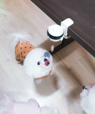 삼숑이맘님이 올린 리뷰 사진 2