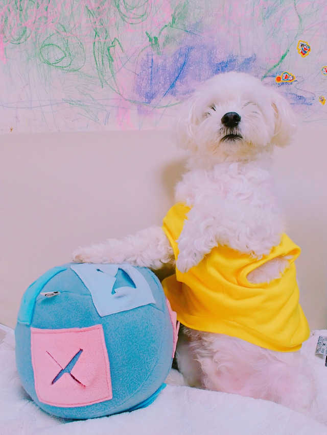 킁킁볼 (NOSE WORK TOY BALL) 리뷰 사진
