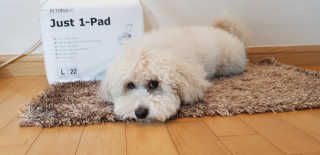 [펫토리아] 한장뚝딱 울트라 탈취패드 배변패드 22매 — 4점을 준 리뷰어가 2020년 2월 올린 사용 사진