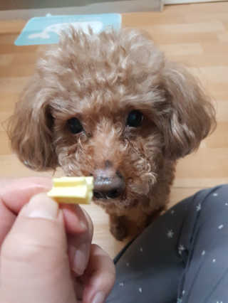 [펫토리아] BEST 한입뚝딱 실속형 강아지 덴탈껌 — 3.5점을 준 리뷰어가 2019년 2월 올린 사용 사진