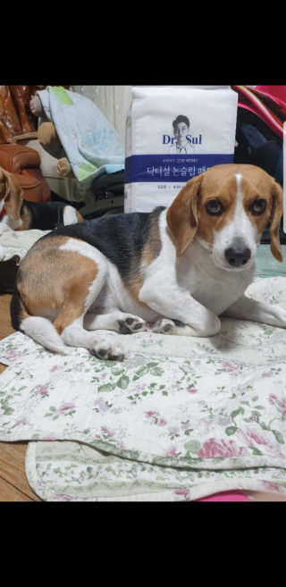 beaglelove님이 올린 리뷰 사진 1
