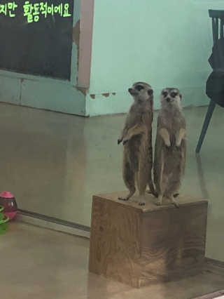 율ʕ•ᴥ•ʔ님이 올린 리뷰 사진 4