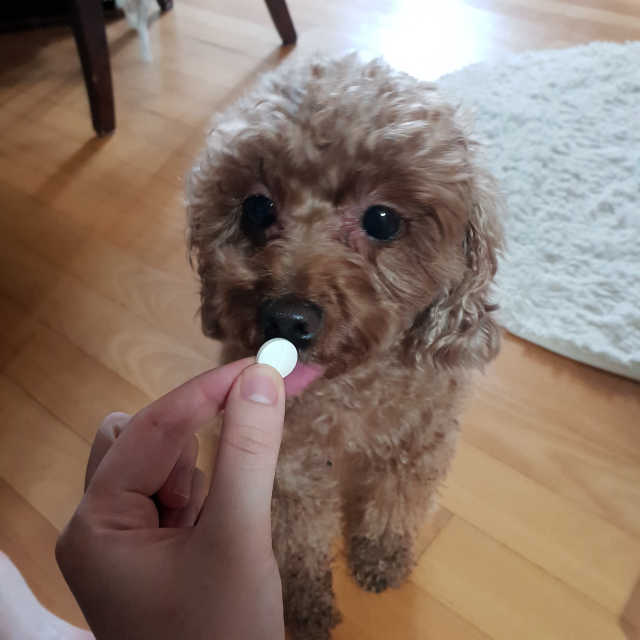 [프로바이오닉] 애완동물 영양제 도거트 리뷰 사진