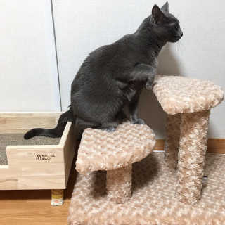 [펫토리아] 한탭뚝딱 강아지계단 BEST 모음 — 5점을 준 리뷰어가 2019년 1월 올린 사용 사진