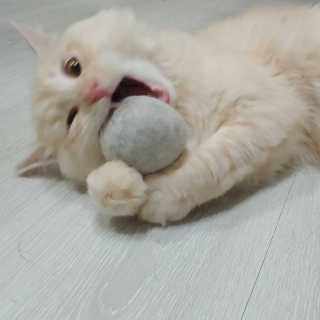 Lim님이 올린 리뷰 사진 1