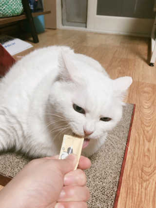 [펫토리아]짜먹는 한입뚝딱 강아지.고양이 마약간식 — 4점을 준 리뷰어가 2019년 8월 올린 사용 사진