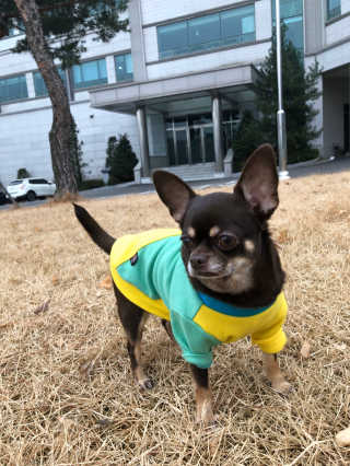 페츠모아 냄새잡는 요술배변패드 — 5점을 준 리뷰어가 2020년 2월 올린 사용 사진