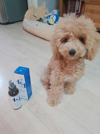 강아지스토리 포인원 모이스처 미스트 100ml — 5점을 준 리뷰어가 2018년 11월 올린 사용 사진