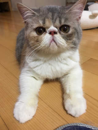 Four paws 리뉴얼 포포즈 매직코트 털 제거 브러쉬 — 4점을 준 리뷰어가 2018년 8월 올린 사용 사진
