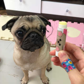 더블리스풀독 샤이니 포우 버터 0.15oz [천연 발바닥 보호제] — 5점을 준 리뷰어가 2018년 7월 올린 사용 사진