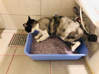 [펫토리아] BEST 고양이두부모래 6L 한삽뚝딱 — 5점을 준 리뷰어가 2019년 2월 올린 사용 사진
