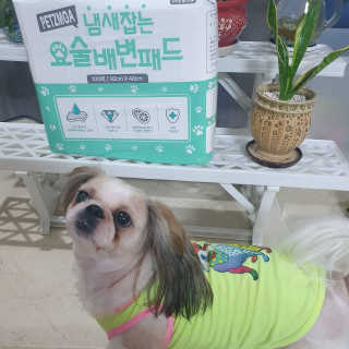 페츠모아 냄새잡는 요술배변패드 — 5점을 준 리뷰어가 2020년 3월 올린 사용 사진