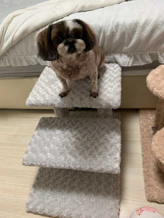 펫토리아 한탭뚝딱 강아지계단 사각형  P-YS001 — 5점을 준 리뷰어가 2019년 4월 올린 사용 사진