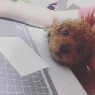 코코야님이 올린 리뷰 사진 1