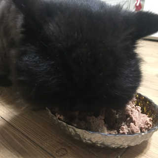 [펫토리아] BEST 한캔뚝딱 고양이 주식캔 — 5점을 준 리뷰어가 2019년 3월 올린 사용 사진