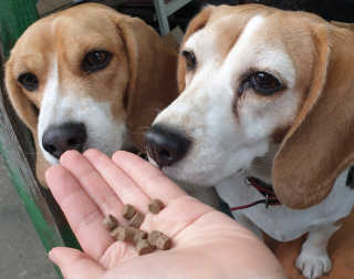 beaglelove님이 올린 리뷰 사진 3