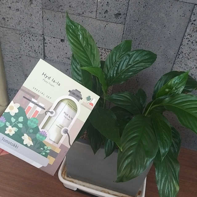 하이드랄라 미스티폼 리뷰 사진