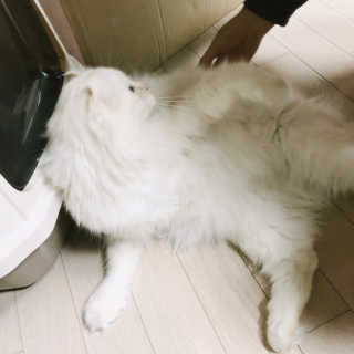 [펫토리아] BEST 한큐뚝딱 고양이 후드형 화장실 — 4점을 준 리뷰어가 2019년 1월 올린 사용 사진