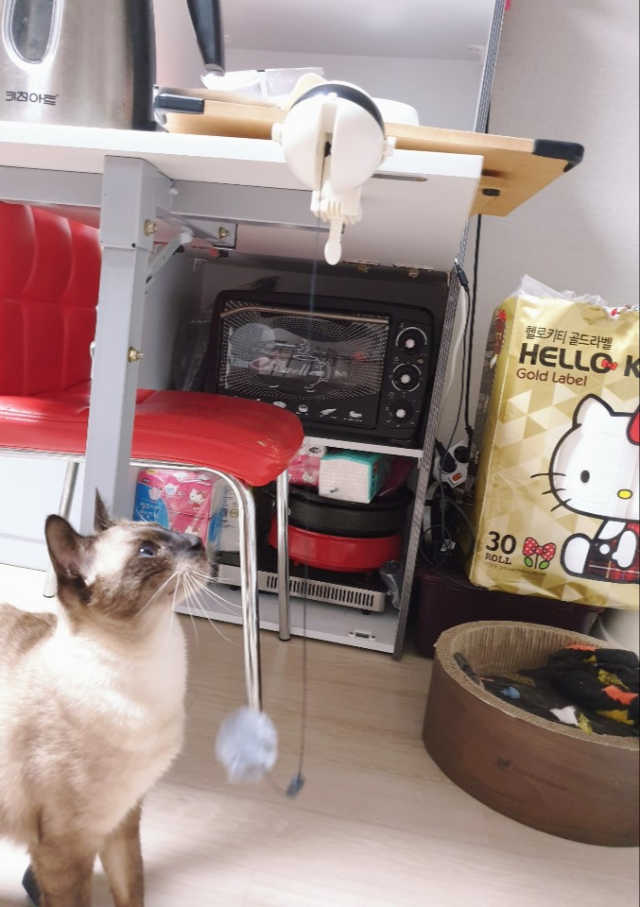 옥희독희 캣요요볼 리뷰 사진