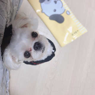 [펫토리아] 강아지,고양이겸용 짜먹는 한입뚝딱 — 5점을 준 리뷰어가 2019년 2월 올린 사용 사진