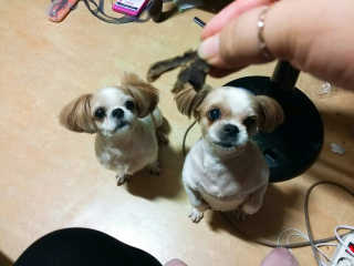 화이집사님이 올린 리뷰 사진 1