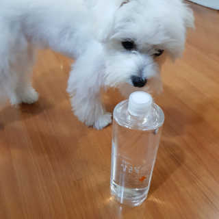 [펫토리아]살균뚝딱 강아지 고양이 살균소독제 탈취제 — 5점을 준 리뷰어가 2019년 10월 올린 사용 사진