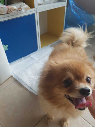 다솜이마마님이 올린 리뷰 사진 4