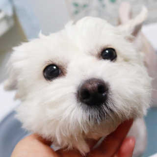 Pethroom 페스룸 PETHROOM DEEP CLEAN BATHBOMB 페스룸 딥클린 배쓰밤 — 5점을 준 리뷰어가 2020년 3월 올린 사용 사진
